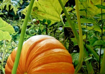Potiron sous les feuilles (vendu)