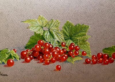 Groseilles (vendu)