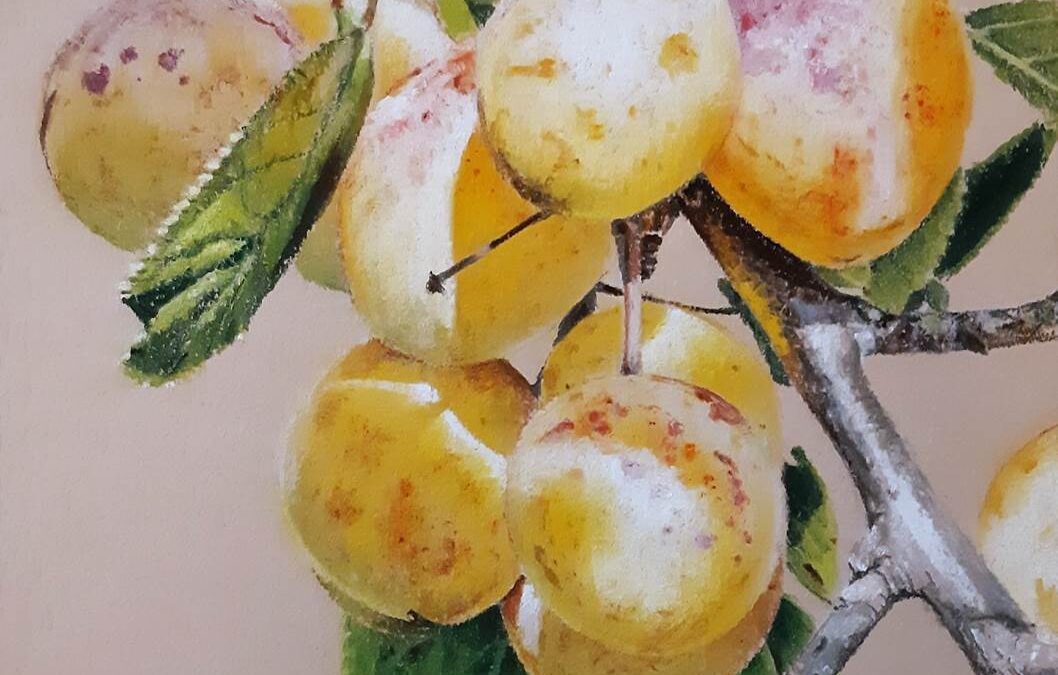 Mirabelles (vendu)