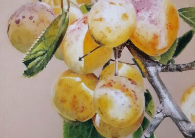 Mirabelles (vendu)