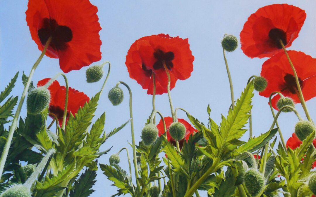 Pavots (vendu)