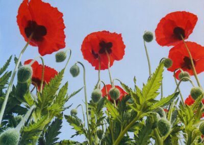 Pavots (vendu)