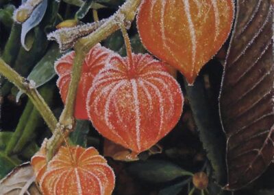 Physalis (vendu)