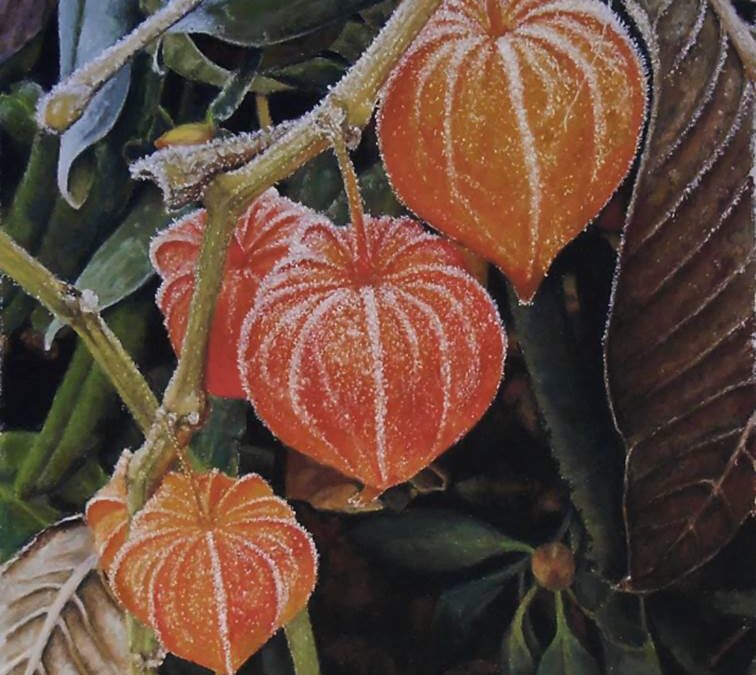 Physalis (vendu)