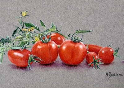 Tomates (vendu)