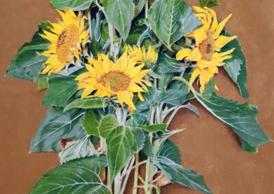 Tournesols