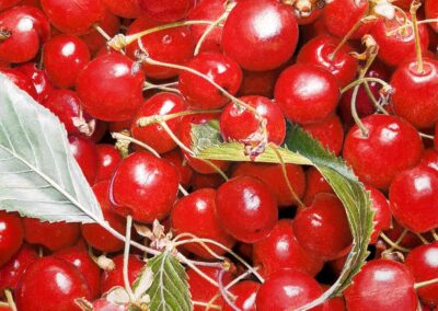 Cerises n°2 (vendu)
